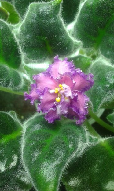 RS Carskaja Milost - VIOLETE DE COLECTIE 2017