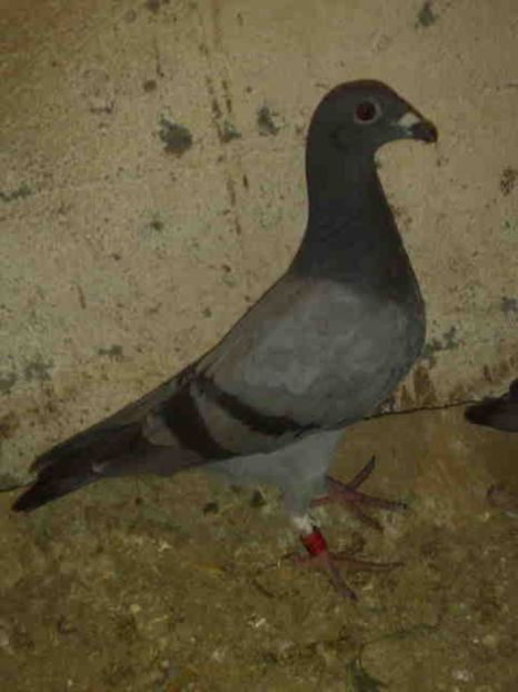 114-VANDUT - X-Porumbei vinduti