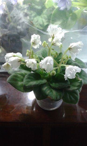 Alans  White  Feather - VIOLETE DE COLECTIE 2017