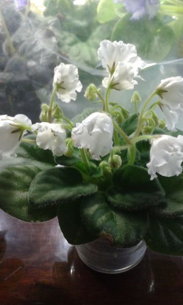 Alans  White  Feather - VIOLETE DE COLECTIE 2017