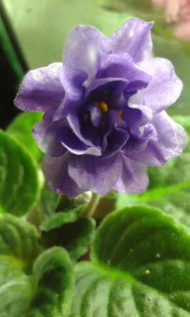 RS Vozdushnie Griozy - VIOLETE DE COLECTIE 2017