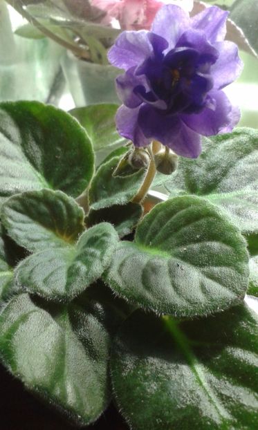 RS Vozdushnie Griozy - VIOLETE DE COLECTIE 2017