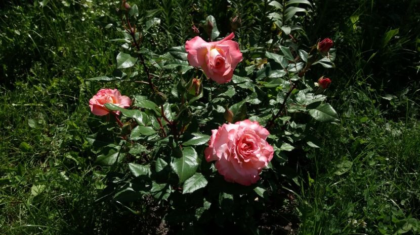 1496821324707-404643863 - Augusta Louise