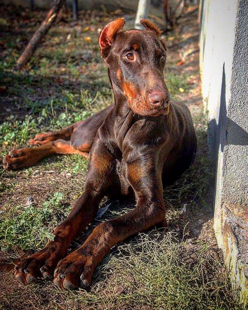  - Doberman