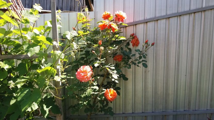 1496821628887-788272423 - Westerland