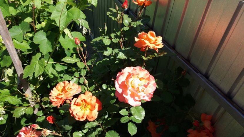 O nebunie - Westerland