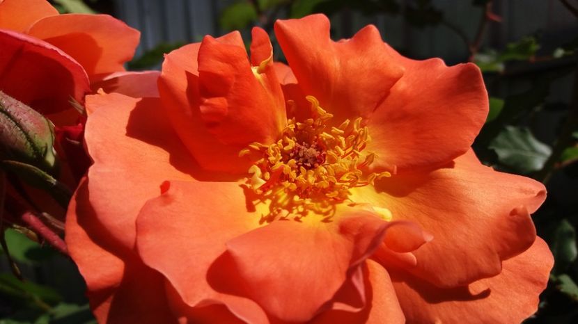 Flori de miere pline de parfum - Westerland