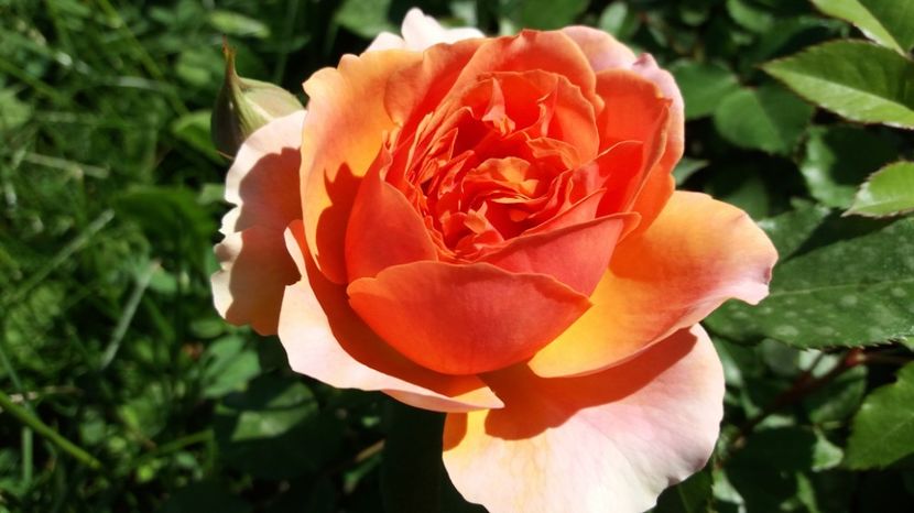 Prima floricica - Chippendale