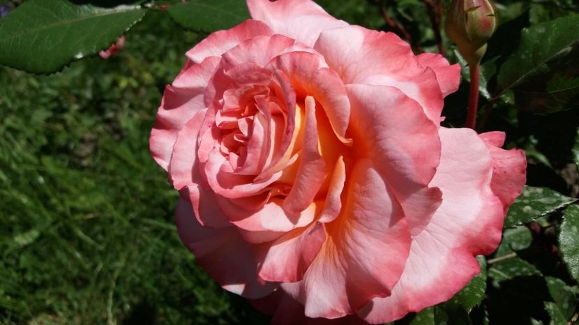 1496822038035-576793125 - Augusta Louise