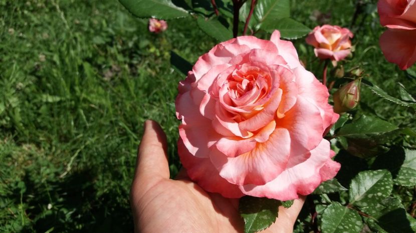 O ador - Augusta Louise