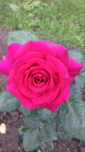  - Trandafiri-2 anul 2017