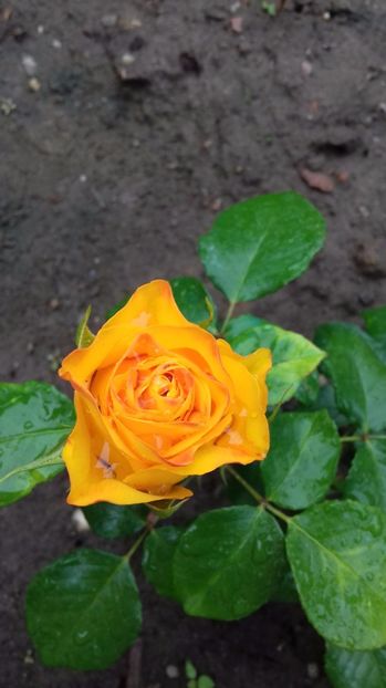  - Trandafiri-2 anul 2017