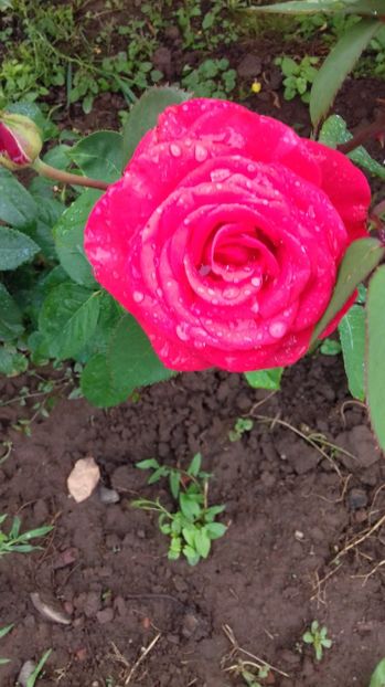  - Trandafiri-2 anul 2017