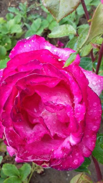  - Trandafiri-2 anul 2017