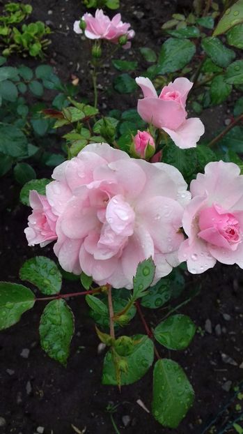  - Trandafiri-2 anul 2017