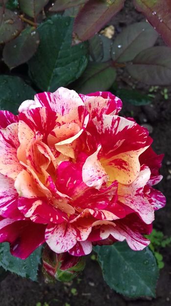  - Trandafiri-2 anul 2017