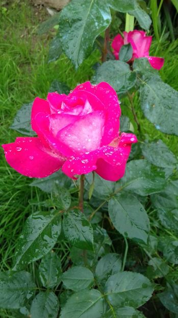  - Trandafiri-2 anul 2017