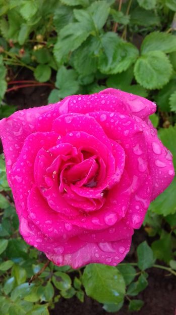  - Trandafiri-2 anul 2017