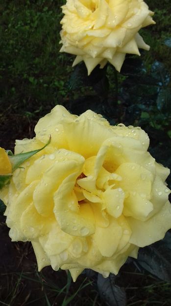  - Trandafiri-2 anul 2017