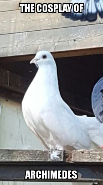 Archimedes Cosplay be like - 7-Fanarts-7