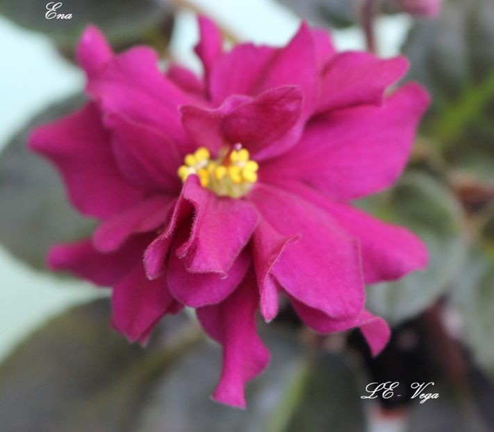 LE - Vega - LE - Vega