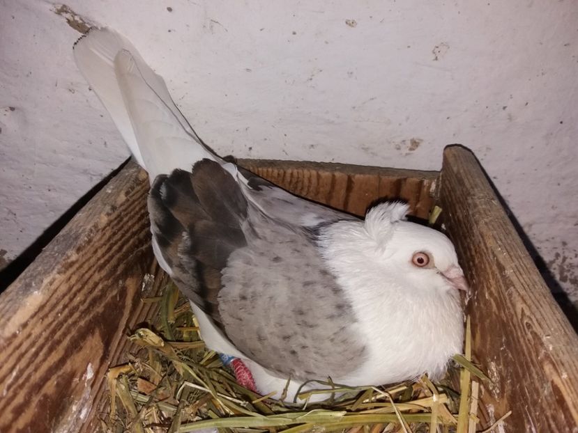  - Jucători de Amara