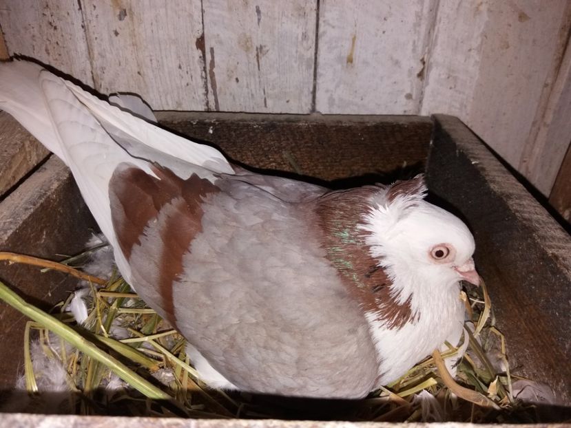  - Jucători de Amara