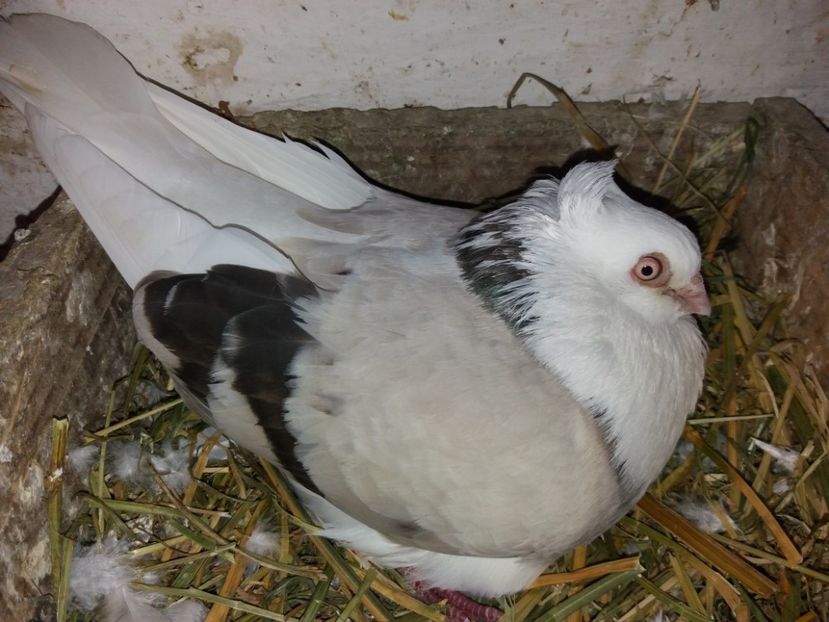  - Jucători de Amara