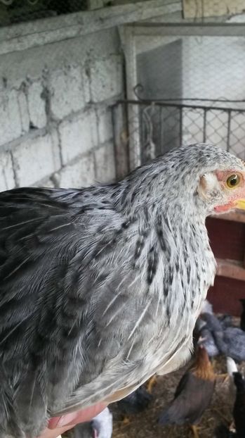  - ITALIENE CREELE-BARATE 2017 si rezultatul