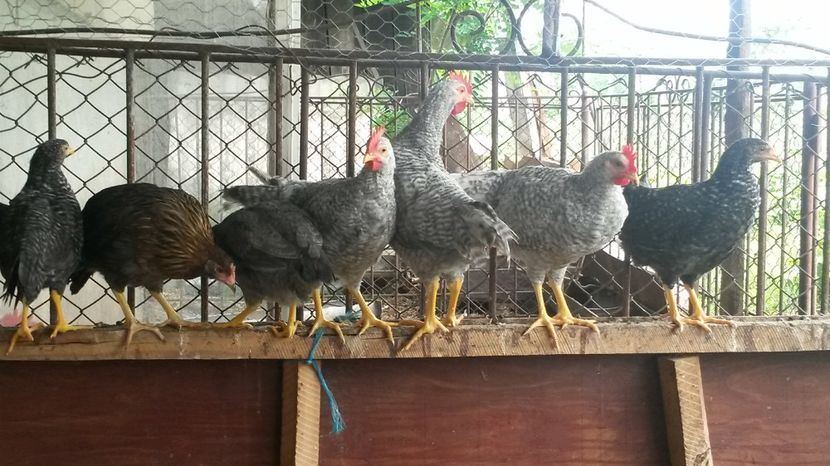  - ITALIENE CREELE-BARATE 2017 si rezultatul