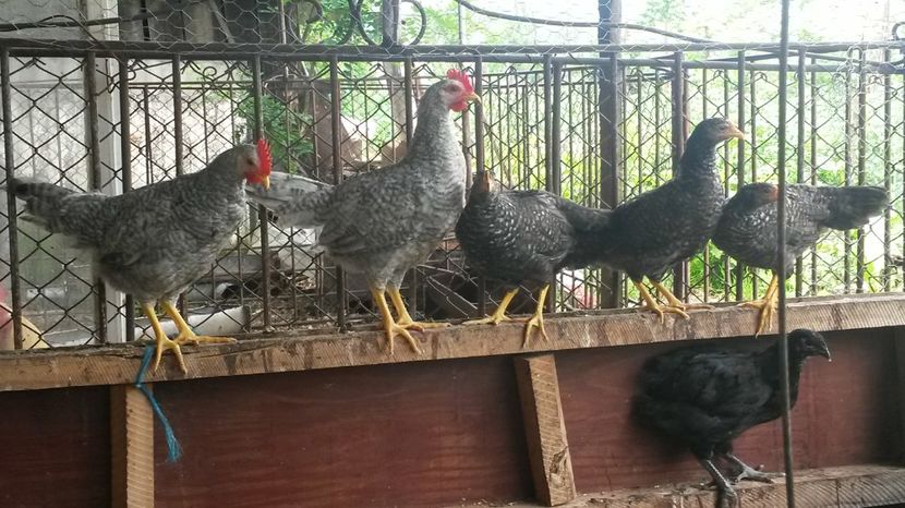  - ITALIENE CREELE-BARATE 2017 si rezultatul