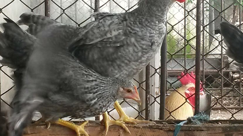  - ITALIENE CREELE-BARATE 2017 si rezultatul