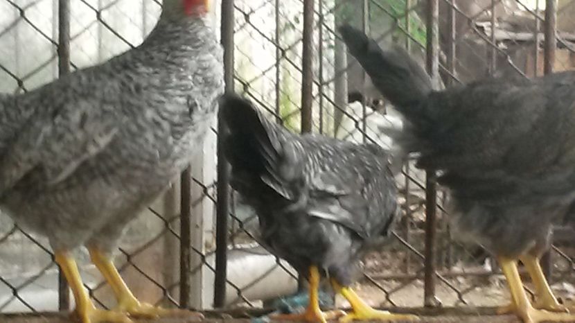  - ITALIENE CREELE-BARATE 2017 si rezultatul