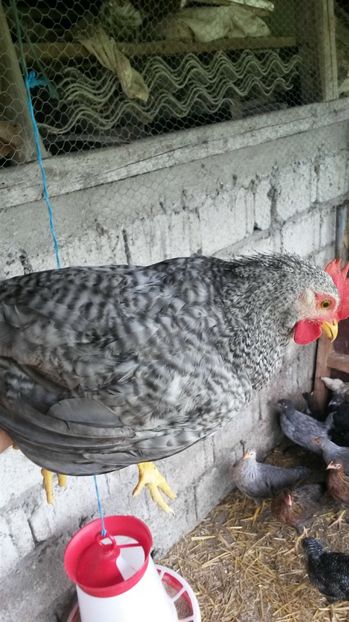  - ITALIENE CREELE-BARATE 2017 si rezultatul