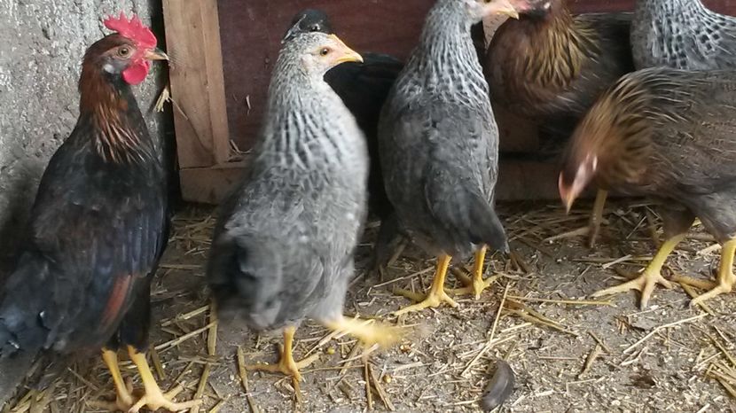  - ITALIENE CREELE-BARATE 2017 si rezultatul