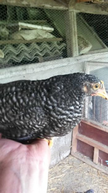  - ITALIENE CREELE-BARATE 2017 si rezultatul