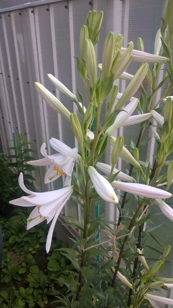 Crin alb de gradina parfumat - Trandafiri 2017