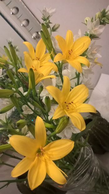 Crini de gradina parfumati Campanulla albe - Flori spendide in vaza 2016 2017