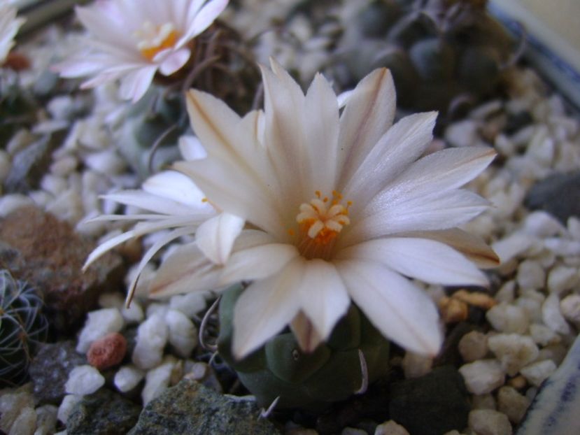 Turbinicarpus - Cactusi 2017 bis