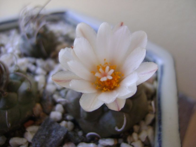 Turbinicarpus macrochele v. screvispinum - Cactusi 2017 bis