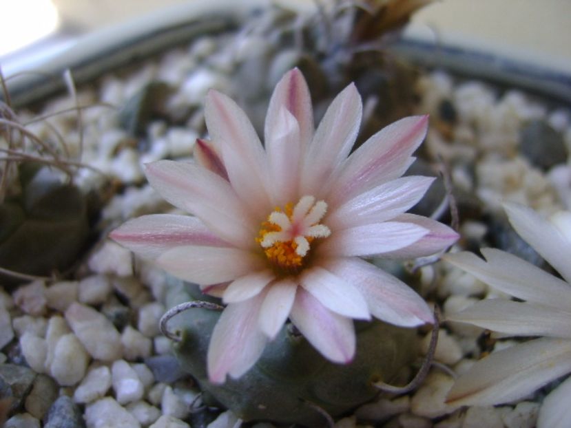 Turbinicarpus - Cactusi 2017 bis