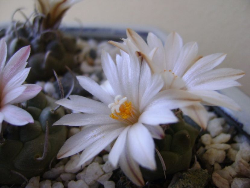 Turbinicarpus pachystele - Cactusi 2017 bis