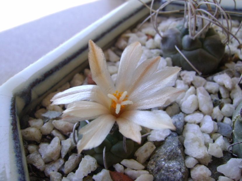 Turbinicarpus - Cactusi 2017 bis