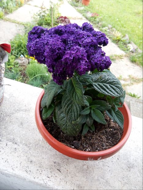 Vanilie de gradina - Vara