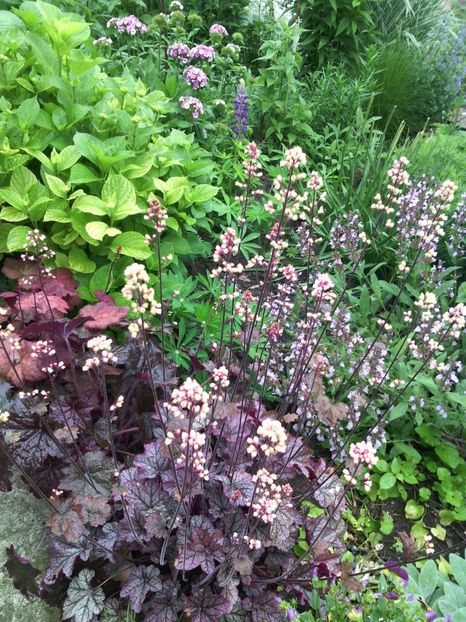  - 01-Flori din curtea mea 2017