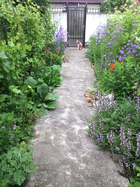  - 01-Flori din curtea mea 2017