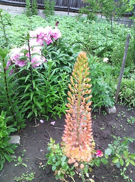  - 01-Flori din curtea mea 2017