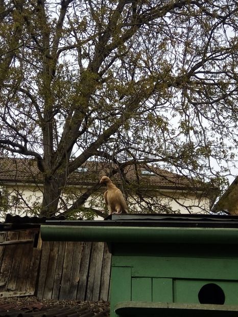  - 2 -  PORUMBEI Carunculat de Oradea
