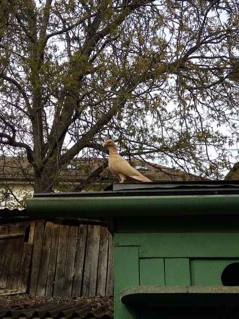  - 2 -  PORUMBEI Carunculat de Oradea