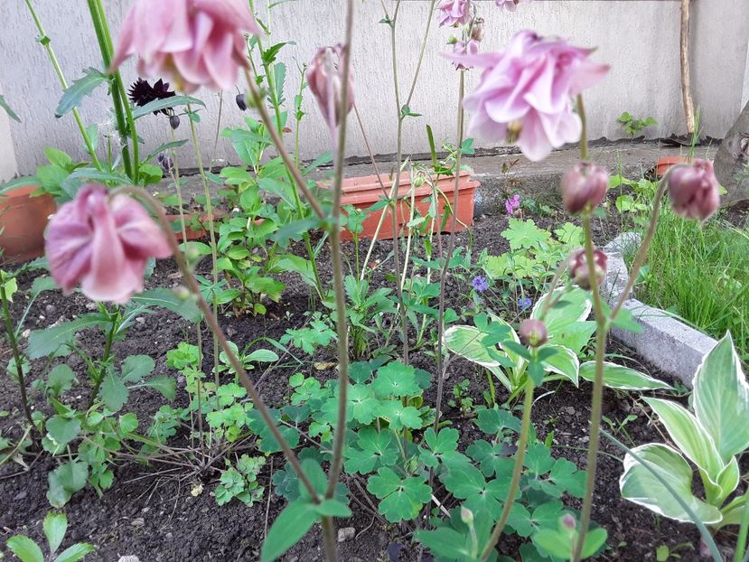  - Caldarusele și geranium